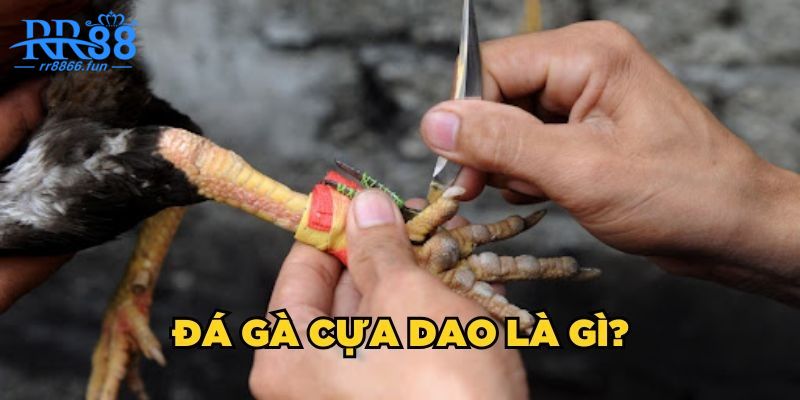 Đá gà cựa dao là gì?