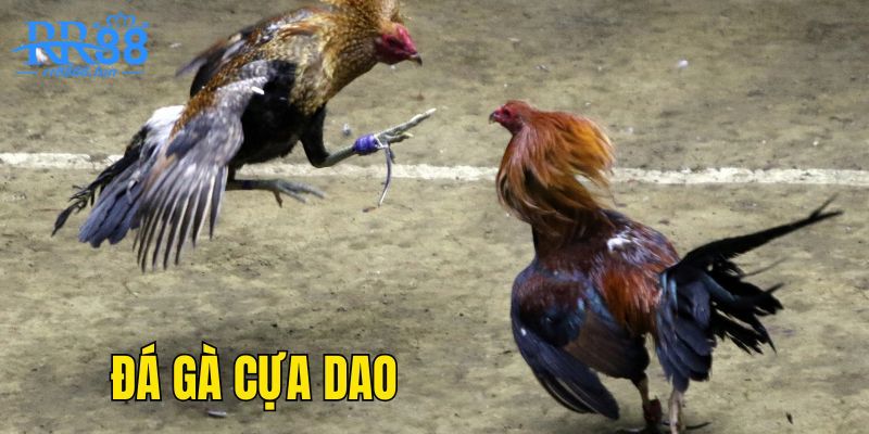 Đá Gà Cựa Dao - Luật Chơi Và Cách Chọn Giống Gà Chuẩn