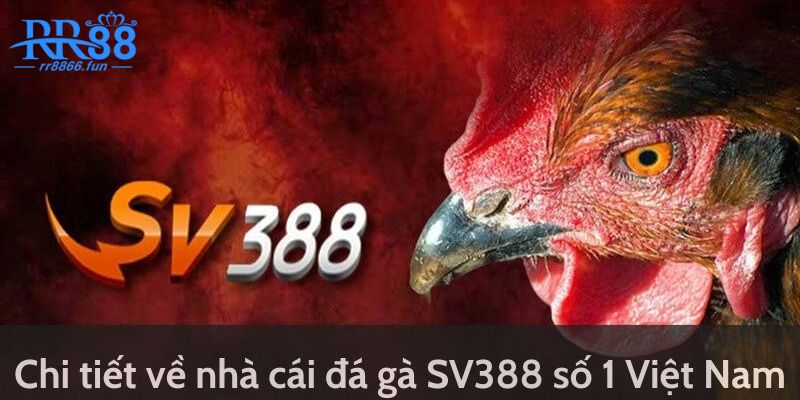 Đôi điều chung nhất về đá gà Sv388